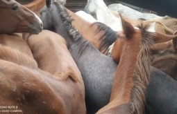 Homem é multado em R$ 58 mil por carregar 29 cavalos em caminhão boiadeiro