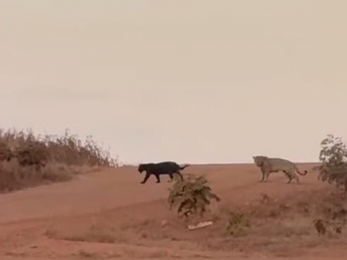 Onça-preta e onça-pintada são flagradas juntas em estrada de MS