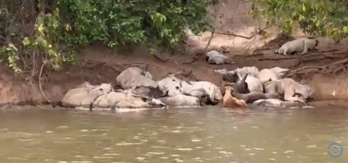 Pescadores encontram dezenas de bois mortos e atolados às margens do Rio Taquari