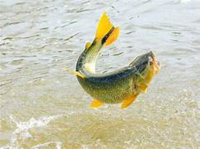 Pesca do Dourado: 1ª votação mantém proibição por mais 2 anos em MS