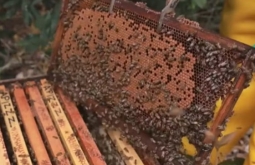 Projeto resgata enxames de abelhas com caixas-isca em rodovia e pode aumentar produção de soja em 