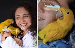Recompensa de R$ 1.500,00 para informação de “Ave Ararajuba desaparecid