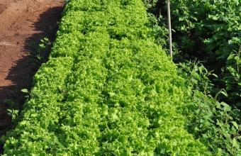 Família de Alcinópolis produz alimentos orgânicos