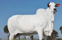 Vaca de Goiás é considerada a mais cara do mundo.