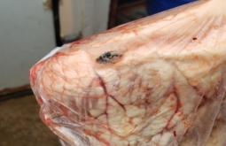 Comerciante é preso com 850 kg de carne podre e com insetos em MS