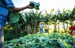 Prefeitura de Alcinópolis abre processo para compra de alimentos da agricultura familiar para meren