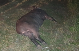 Casal sofre ferimentos graves ao colidir em anta na BR-359