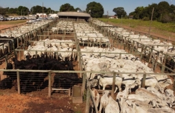 3ª edição do Leilão Rebanho e Convidados é realizada com sucesso, em Alcinópolis