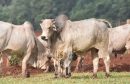 MS conquista status internacional de área livre de febre aftosa