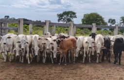 Caseiro é preso por furtar 42 cabeças de gado do patrão e alega 'comissão'