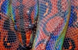 Registro de jiboia arco-íris encanta no Pantanal de Miranda