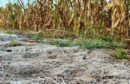 Geada atinge 18 municípios de Mato Grosso do Sul