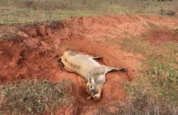 Cassilândia: PMA registra ocorrências de maus-tratos a animais e infraç