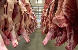 Frigoríficos de MS paralisam produção de carne destinada aos EUA após tarifaço de Trump