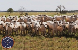 Agropecuária Asa Branca amplia atuação e oferece matrizes reprodutoras de alta qualidade