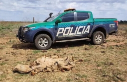 Fazendeiro de Paraíso das Águas é multado em R$ 368,5 mil por gado desnutrido e animais mortos