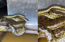 Sucuris são flagradas enroladas em flutuante no Pantanal de Coxim
