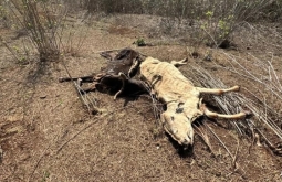 PMA aplica multa de mais de R$ 432 mil por maus-tratos a animais bovinos em Cassilândia