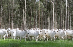 Declaração de Rebanho: segunda etapa da campanha da Iagro começa em 1º 
