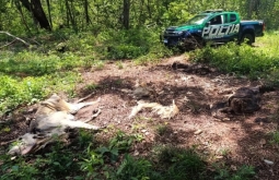 Fazendeiro é multado em R$ 480 mil por deixar gado morrer de fome