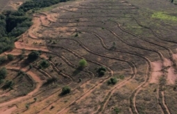 Parque Nascentes do Rio Taquari receberá mutirão para plantio em 40 hectares
