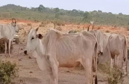 Fazendeiro é multado em R$ 6,2 milhões por deixar 8,8 mil animais desnutridos