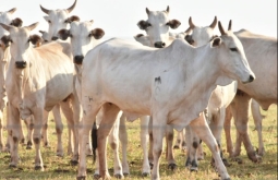 Prazo para declarar o rebanho termina nesta segunda (1°)