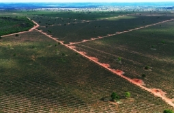 Figueirão na nova fronteira florestal: crescimento do eucalipto avança pa