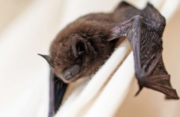 Coxim: Estado confirma 1º caso de raiva animal do ano no norte de MS