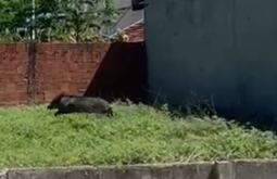 Cateto é flagrado circulando no centro de Coxim