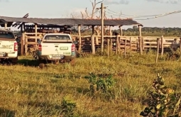 Pai e filho são presos suspeitos de receber mais de 70 cabeças de gado furtadas em MS