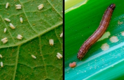 Encontro aberto ao público do agro na Ampasul debaterá a lagarta do cartucho e a mosca-branca