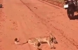 Onça-parda morre após ataque a motociclista em estrada de MS