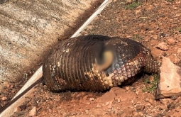 Tatu-canastra é encontrado em decomposição na BR-359