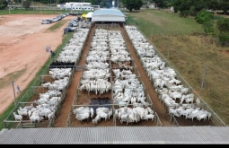 Leilão da Rebanho comercializa 100% dos animais em Alcinópolis