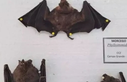 Mulher é mordida duas vezes por morcegos-vampiros em propriedade rural de Paraíso das Águas