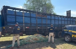 Caminhoneiro é preso com quase 200 kg de cocaína escondida embaixo de gado