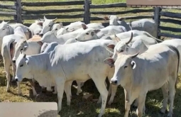52 cabeças de gado desaparecem de fazenda na região do Areado, em São Gabriel do Oeste