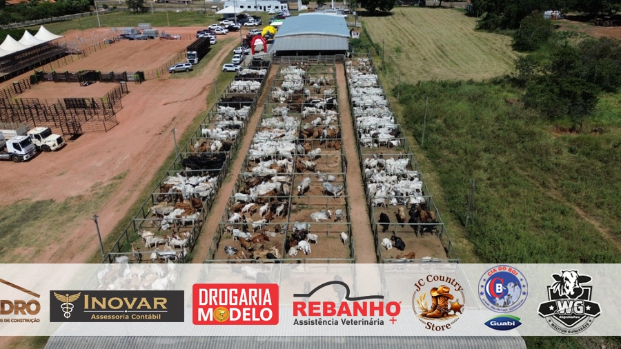 Leilão Aniversário de Alcinópolis - Carvalho Leilões